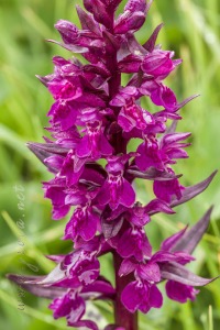 Dactylorhiza alpestris (Pugsley) Aver.