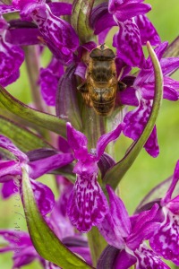 Dactylorhiza alpestris (Pugsley) Aver.