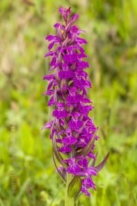 Dactylorhiza alpestris (Pugsley) Aver.