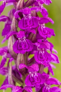 Dactylorhiza alpestris (Pugsley) Aver.