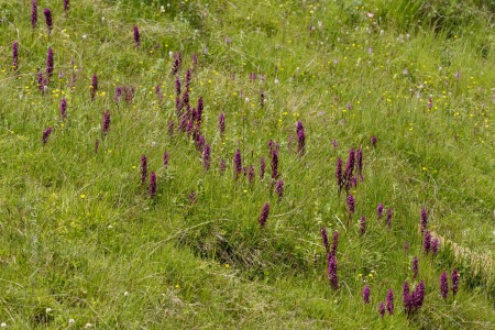 Dactylorhiza alpestris (Pugsley) Aver.