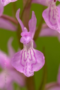 Dactylorhiza elata x Dactylorhiza fuchsii