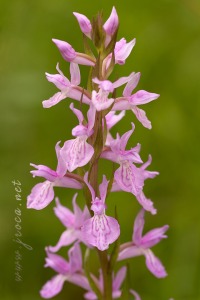 Dactylorhiza elata x Dactylorhiza fuchsii