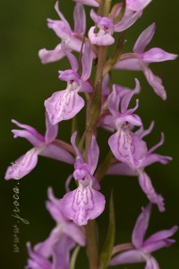 Dactylorhiza elata x Dactylorhiza fuchsii