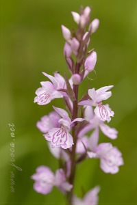 Dactylorhiza elata x Dactylorhiza fuchsii