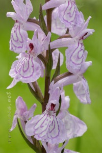 Dactylorhiza elata x Dactylorhiza fuchsii