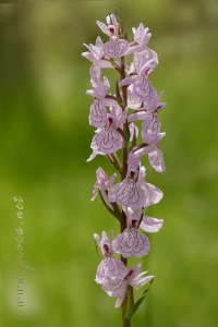 Dactylorhiza elata x Dactylorhiza fuchsii
