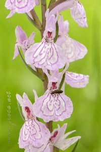 Dactylorhiza elata x Dactylorhiza fuchsii
