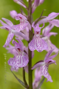 Dactylorhiza elata x Dactylorhiza fuchsii