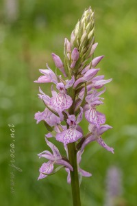 Dactylorhiza elata x Dactylorhiza fuchsii