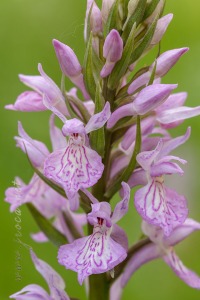 Dactylorhiza elata x Dactylorhiza fuchsii