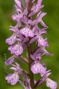 Dactylorhiza elata x Dactylorhiza fuchsii