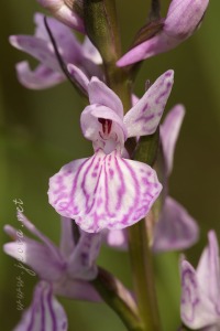 Dactylorhiza elata x Dactylorhiza fuchsii