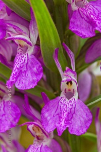 Dactylorhiza elata (Poir.) Soó
