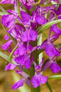 Dactylorhiza elata (Poir.) Soó