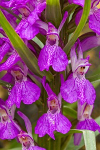Dactylorhiza elata (Poir.) Soó