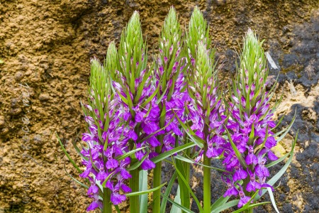 Dactylorhiza elata (Poir.) Soó