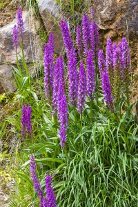 Dactylorhiza elata (Poir.) Soó