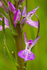 Dactylorhiza elata (Poir.) Soó