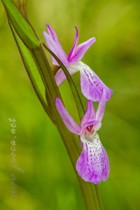 Dactylorhiza elata (Poir.) Soó