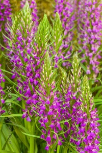 Dactylorhiza elata (Poir.) Soó