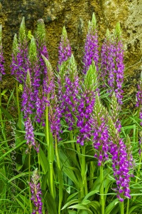 Dactylorhiza elata (Poir.) Soó