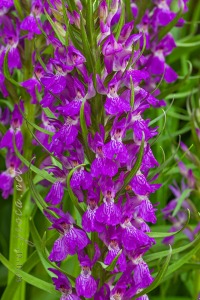 Dactylorhiza elata (Poir.) Soó