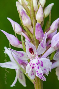 Dactylorhiza fuchsii (Druce) Soó