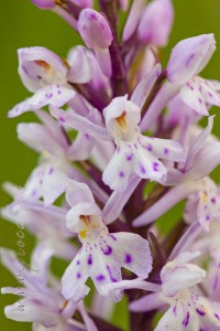 Dactylorhiza fuchsii (Druce) Soó