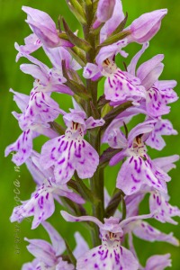 Dactylorhiza fuchsii (Druce) Soó