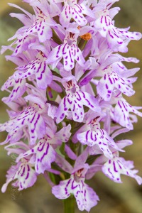 Dactylorhiza fuchsii (Druce) Soó