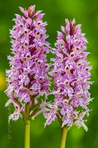 Dactylorhiza fuchsii (Druce) Soó