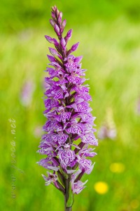 Dactylorhiza fuchsii (Druce) Soó