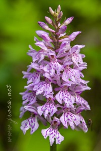 Dactylorhiza fuchsii (Druce) Soó