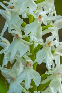 Dactylorhiza fuchsii (Druce) Soó