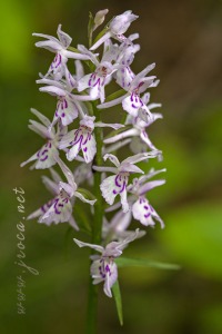 Dactylorhiza fuchsii (Druce) Soó