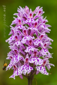 Dactylorhiza fuchsii (Druce) Soó