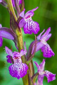 Dactylorhiza incarnata (L.) Soó