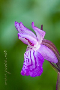 Dactylorhiza incarnata (L.) Soó