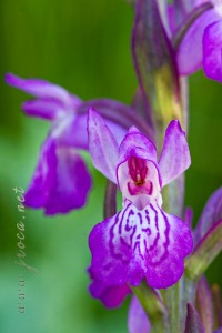Dactylorhiza incarnata (L.) Soó