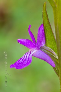 Dactylorhiza incarnata (L.) Soó