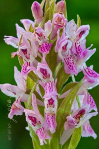 Dactylorhiza incarnata (L.) Soó