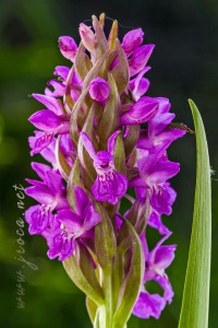 Dactylorhiza incarnata (L.) Soó