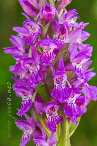 Dactylorhiza incarnata (L.) Soó
