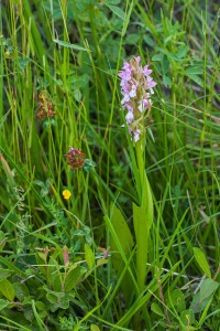 Dactylorhiza incarnata (L.) Soó