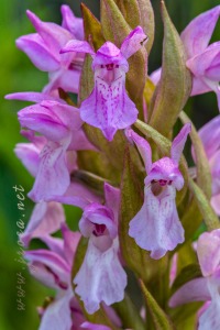 Dactylorhiza incarnata (L.) Soó
