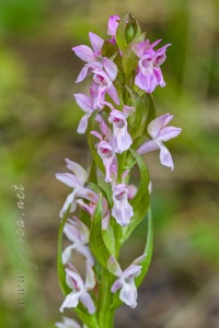 Dactylorhiza incarnata (L.) Soó