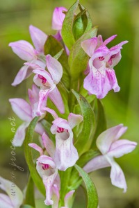 Dactylorhiza incarnata (L.) Soó