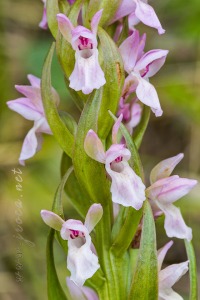 Dactylorhiza incarnata (L.) Soó