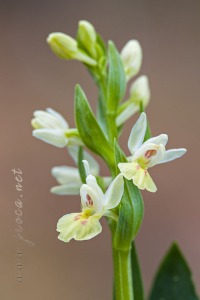 Dactylorhiza insularis (Sommier) Ó. Sánchez & Herrero in Castrov. & al.